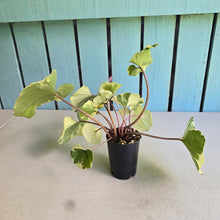 Load image into Gallery viewer, #H47 Farfugium Japonicum 'Argenteum'