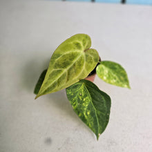 Load image into Gallery viewer, #RD2 Variegated Anthurium Forgetii x