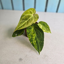 Load image into Gallery viewer, #RD2 Variegated Anthurium Forgetii x