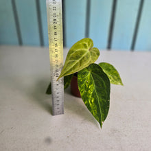 Load image into Gallery viewer, #RD2 Variegated Anthurium Forgetii x