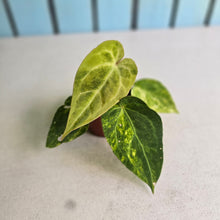 Load image into Gallery viewer, #RD2 Variegated Anthurium Forgetii x