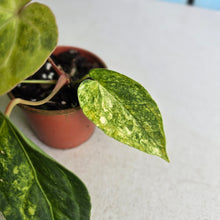 Load image into Gallery viewer, #RD2 Variegated Anthurium Forgetii x