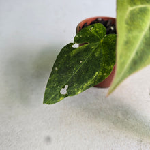 Load image into Gallery viewer, #RD2 Variegated Anthurium Forgetii x
