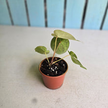 Load image into Gallery viewer, #RD2 Variegated Anthurium Forgetii x