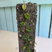 Load image into Gallery viewer, #G1 Ficus Thunbergii