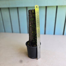 Load image into Gallery viewer, #G1 Ficus Thunbergii