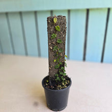 Load image into Gallery viewer, #G1 Ficus Thunbergii