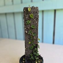 Load image into Gallery viewer, #G1 Ficus Thunbergii