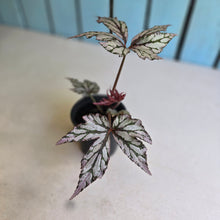 Load image into Gallery viewer, #283 Begonia Benitochiba