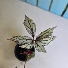 Load image into Gallery viewer, #283 Begonia Benitochiba