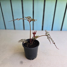 Load image into Gallery viewer, #283 Begonia Benitochiba