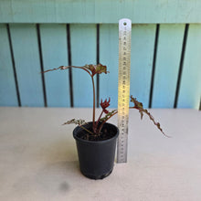 Load image into Gallery viewer, #283 Begonia Benitochiba