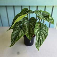 Load image into Gallery viewer, #CM3 Multi-headed Philodendron Mamei