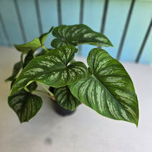 Load image into Gallery viewer, #CM3 Multi-headed Philodendron Mamei