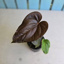 Load image into Gallery viewer, #B30 Two x Headed Anthurium Moodeanum / Red Beauty