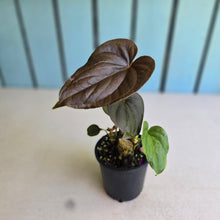 Load image into Gallery viewer, #B30 Two x Headed Anthurium Moodeanum / Red Beauty