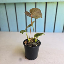Load image into Gallery viewer, #B30 Two x Headed Anthurium Moodeanum / Red Beauty
