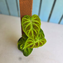 Load image into Gallery viewer, #B80 Philodendron Verrucosum