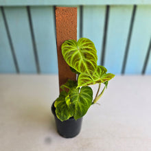 Load image into Gallery viewer, #B80 Philodendron Verrucosum
