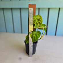 Load image into Gallery viewer, #B80 Philodendron Verrucosum