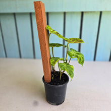 Load image into Gallery viewer, #B80 Philodendron Verrucosum