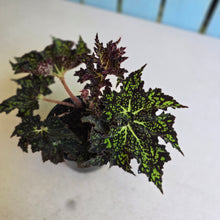 Load image into Gallery viewer, #G3 Begonia Crystal Brook