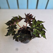 Load image into Gallery viewer, #G3 Begonia Crystal Brook