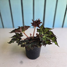 Load image into Gallery viewer, #G3 Begonia Crystal Brook