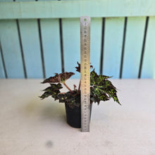 Load image into Gallery viewer, #G3 Begonia Crystal Brook