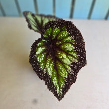 Load image into Gallery viewer, #H11 Begonia Fireworks