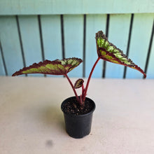 Load image into Gallery viewer, #H11 Begonia Fireworks