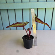 Load image into Gallery viewer, #H11 Begonia Fireworks