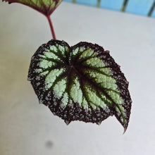 Load image into Gallery viewer, #H11 Begonia Fireworks