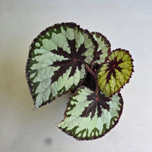 Load image into Gallery viewer, #G33 Begonia Havilah