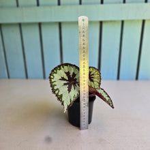 Load image into Gallery viewer, #G33 Begonia Havilah