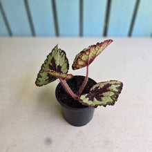 Load image into Gallery viewer, #G33 Begonia Havilah
