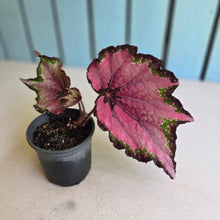 Load image into Gallery viewer, #B16 Begonia Unknown