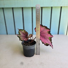 Load image into Gallery viewer, #B16 Begonia Unknown