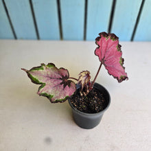 Load image into Gallery viewer, #B16 Begonia Unknown