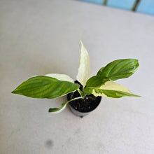 Load image into Gallery viewer, #W30 Spathiphyllum Picasso