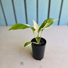 Load image into Gallery viewer, #W30 Spathiphyllum Picasso