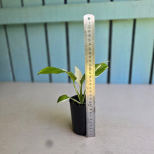 Load image into Gallery viewer, #W30 Spathiphyllum Picasso