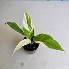 Load image into Gallery viewer, #W30 Spathiphyllum Picasso