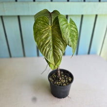 Load image into Gallery viewer, #W20 Philodendron Sodiroi