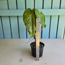 Load image into Gallery viewer, #W20 Philodendron Sodiroi