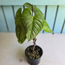 Load image into Gallery viewer, #W20 Philodendron Sodiroi