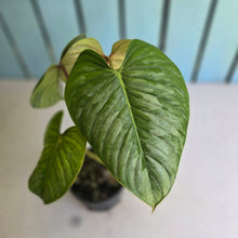 Load image into Gallery viewer, #W20 Philodendron Sodiroi