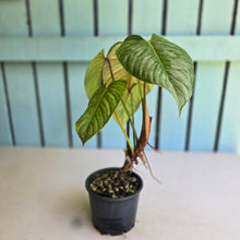 Load image into Gallery viewer, #W20 Philodendron Sodiroi
