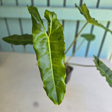 Load image into Gallery viewer, #G20 Philodendron Paraiso Verde