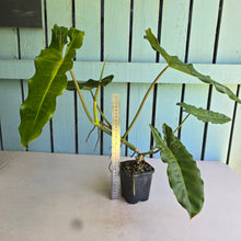 Load image into Gallery viewer, #G20 Philodendron Paraiso Verde